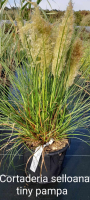 Cortaderia selloana tiny pampa