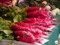 Radis rose de chine botte