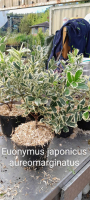 Euonymus japonicus aureomarginatus