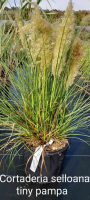 Herbe de pampa naine cortaderia selloana tiny