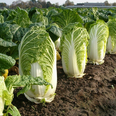 Chou chinois