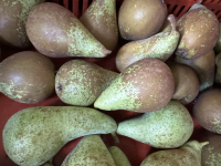 Lot de poires conférence