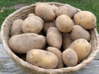 Pommes de terre bintje