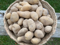 Pommes de terre rattes