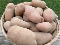 Pommes de terre à peau rouge