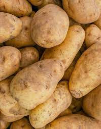 Pomme de terre bintje