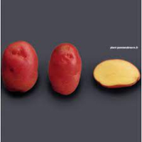 Pomme de terre désiré calibre moyen