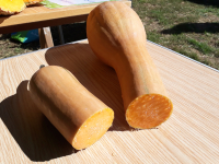 Courge longue de nice