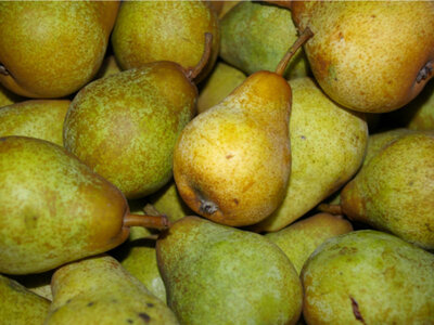 Poire williams verte bio