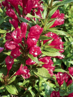 Weigelia piccobella rosso