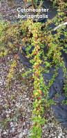 Cotoneaster horizontalis