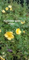 Potentilla fruticosa goldfinger