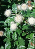 Cephalanthus occidentalis fiber optics
