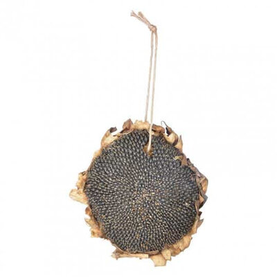 Tête de tournesol - 150 gr