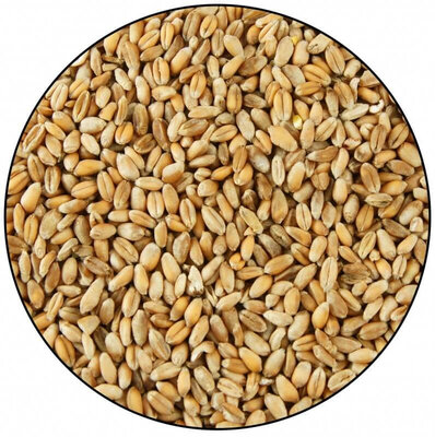 Grains de blé pour volaille