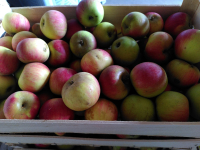 Pomme reine des reinettes