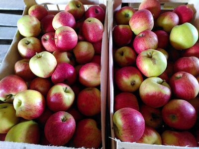 Pomme daliclass