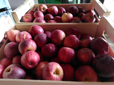 Pomme gala