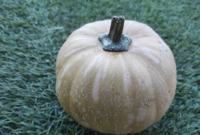 Courge carat