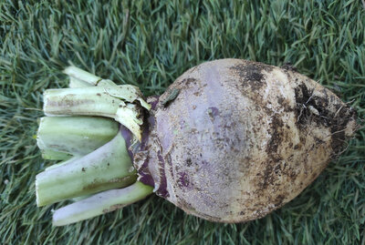 Rutabaga