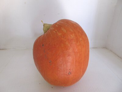 Potiron