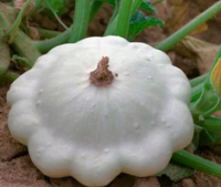 Patisson environ 1 kg