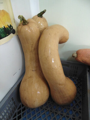 Butternut ultra