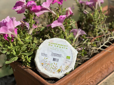 Camembert du ségala