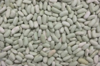 Haricot flageolet grains- à écosser