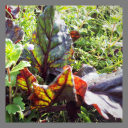 Betterave fane bio 500g env.