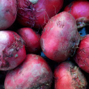 Betterave rose chioggia crue bio