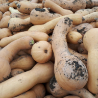 Courge butternut bio portion