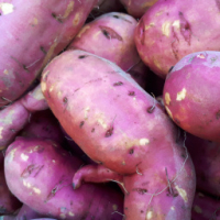 Patates douces bio calibre l (gros)