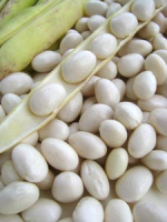 Haricots cocos blancs- à écosser