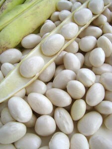 Haricots cocos blancs- à écosser