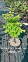 Acer shirasawanum aureum (érable du japon)