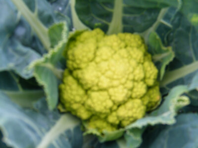 Chou fleur vert