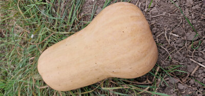 Courges butternut