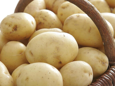 Pdt variété blanche
