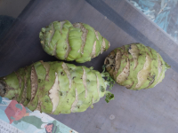 Choux rave blanc à la pièce