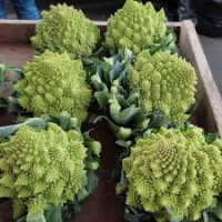 Choux romanesco bio