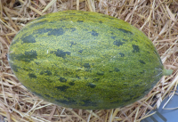 Melon vert espagnol petit calibre