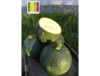 Courgettes ronde