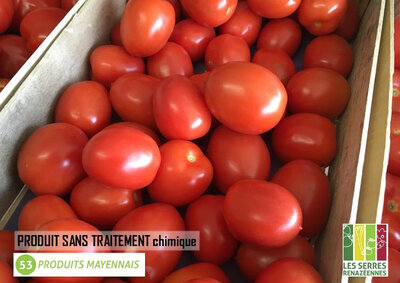 Tomate roma de pleine terre
