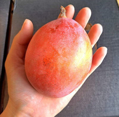 Mini mangues osteen