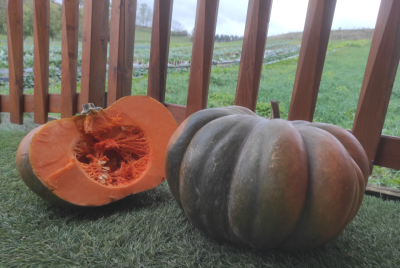 1kg en tranche de courge musquée de provence