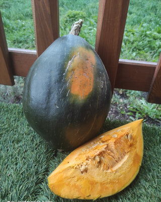 1kg en tranche de courge olive verte