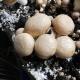 Champignons de paris bruns - image 5