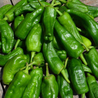 Piments de padron