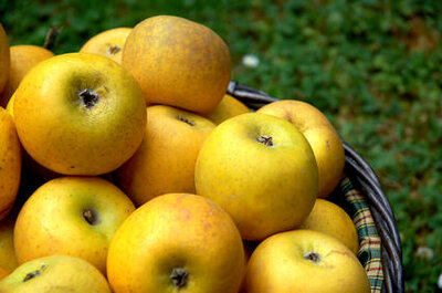 Pommes chantecler